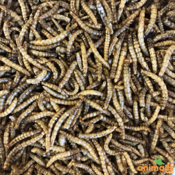 Dehydrated mealworms 5kg