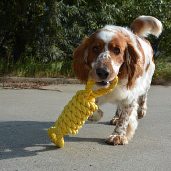 Jouet à tirer en corde pour chiens - Tug Life - jaune - 52cm