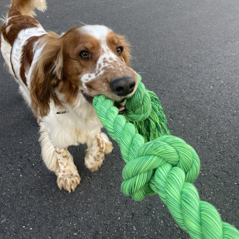 Corda in cotone con cinque nodi intrecciata per cani - verde - Floss - 120 cm