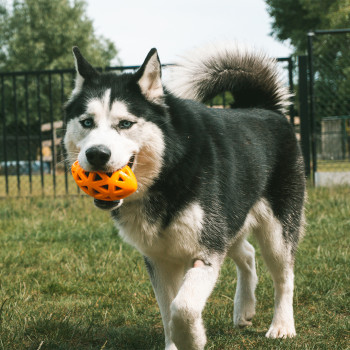 JOUET POUR CHIEN BALLE GÉOMETRIQUE JAUNE ET BLEU