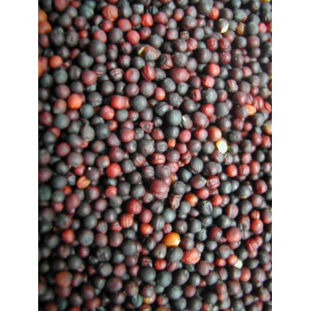 Turnip Seeds 20kg