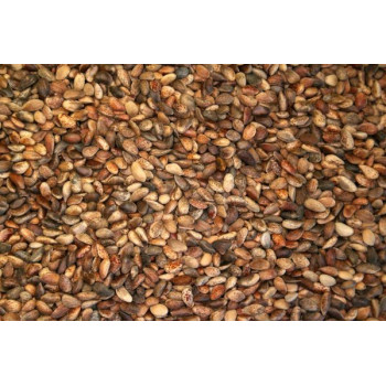 Medium Pine Seeds 5kg -...