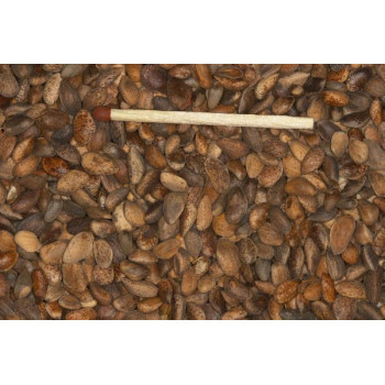 Graines de pin grand 1kg -...