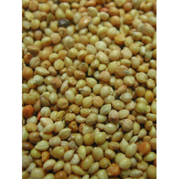 Yellow Panis 20kg