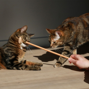 Houtkleurige kattensocializer - 4x2x35cm - Lou