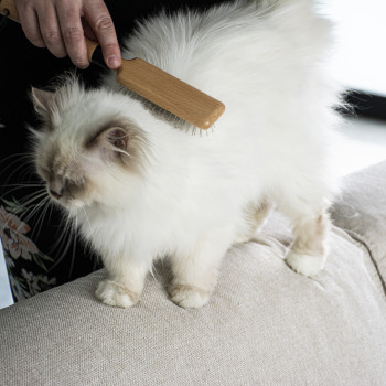 Wood-coloured needle brush for cats - April - 25,5x7x4,5cm