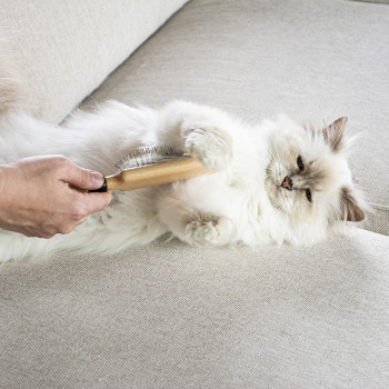 Wood-coloured needle brush for cats - April - 25,5x7x4,5cm