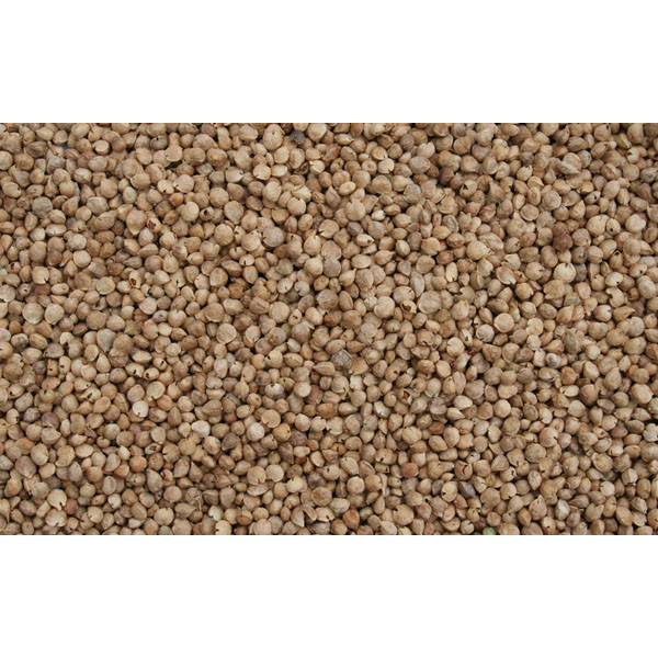 Sementes de espinafre 1kg - Blattner
