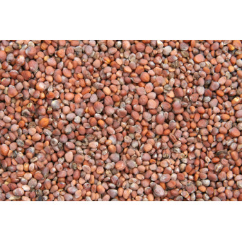 Graines de radis 1kg -...