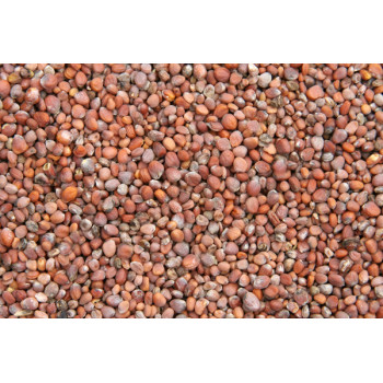 Radish seeds 1kg - Blattner