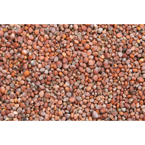Graines de radis 1kg - Blattner - Vrac