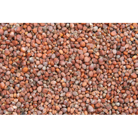 Graines de radis 1kg - Blattner - Vrac Graines de radis 1kg - Blattner - Vrac