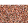 Graines de radis 1kg - Blattner - Vrac Graines de radis 1kg - Blattner - Vrac