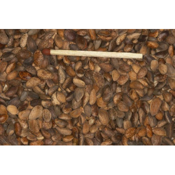 Large Pine Seeds 500g -...