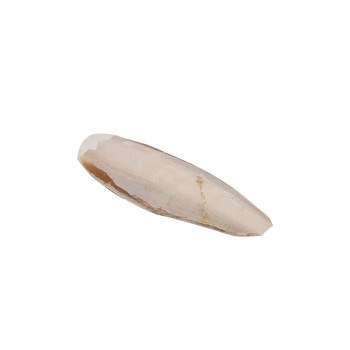 Cuttlefish bone 10 cm - 1pc