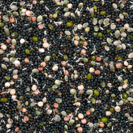 Canary sprouting seeds 1kg