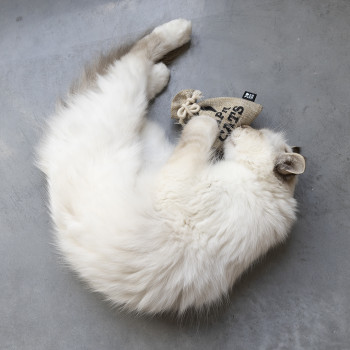 Pochette rechargeable pour chat - 12x8x1cm