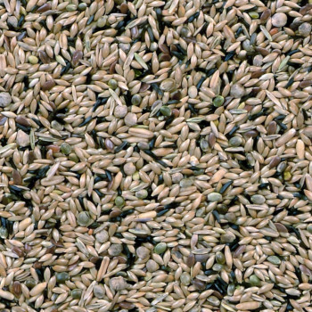 Canarini di postura Duvo 20Kg