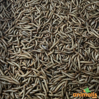copy of Live Buffalo Worms 1kg