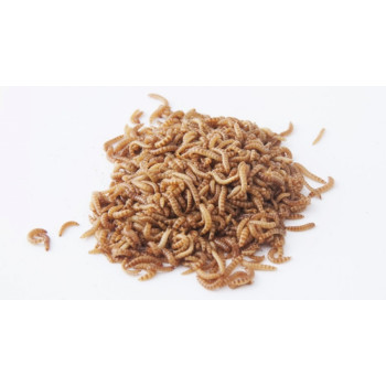 1kg of live Buffalo worms