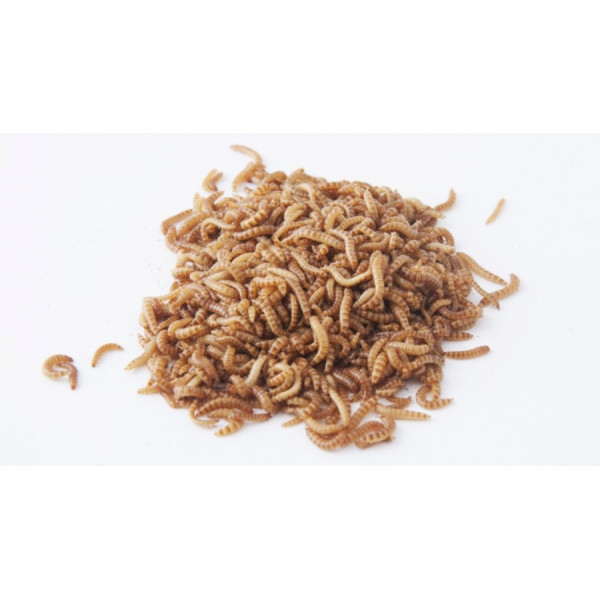 Gusanos de Buffalo vivos 1kg