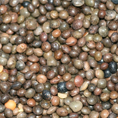 Vesces 1kg - Vrac Vesces 1kg - Vrac