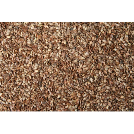 Graines de Larix (Mélèze) 1kg - Blattner - Vrac Graines de Larix (Mélèze) 1kg - Blattner - Vrac