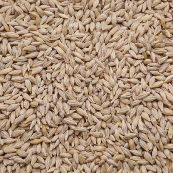 Cebada para paloma 1kg - A granel
