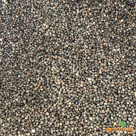 Perilla brun 1kg Perilla brun 1kg