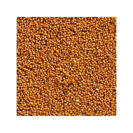 Semi di Camelina 1kg - Oro del piacere Semi di Camelina 1kg - Oro del piacere