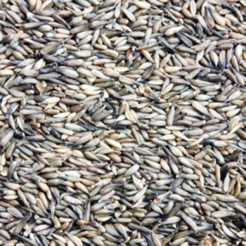 Girasole nero micro 25kg