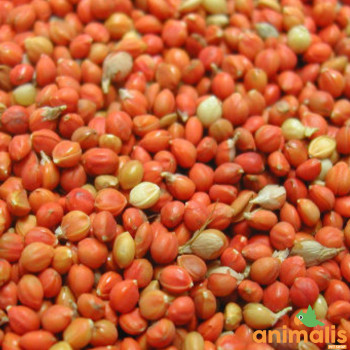 Panis rouge 1kg - Vrac