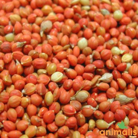 Panis rouge 1kg - Vrac Panis rouge 1kg - Vrac