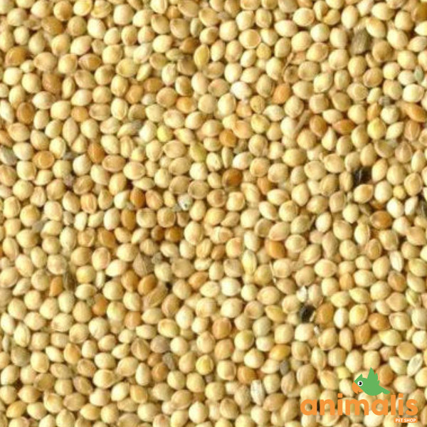 Millet blanc 1kg - Vrac