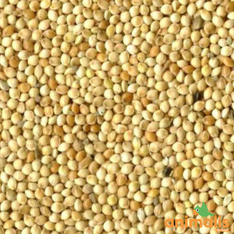 Millet blanc 1kg - Vrac Millet blanc 1kg - Vrac