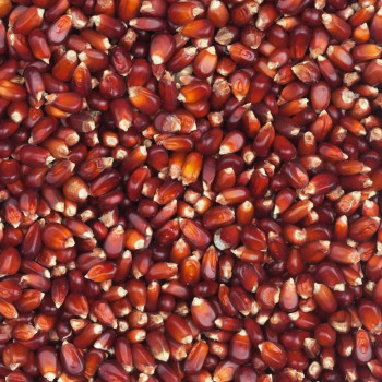 Milho Cribbs Bordeaux 20kg - Vanrobaeys