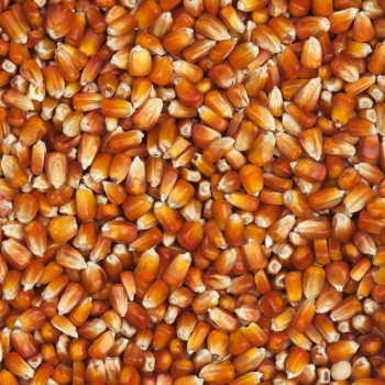 Mais Rosso Francese 25kg - Vanrobaeys