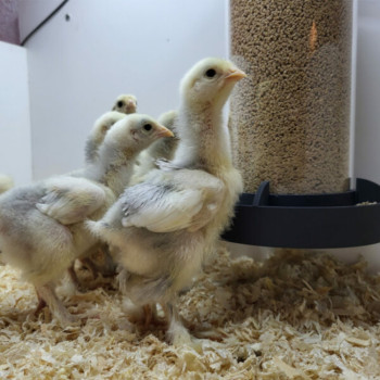 Evolutiver Futtertrog für Küken: Anti-Verschwendung und robust 1kg - Mit Aufhängevorrichtung - Evena