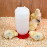 Bebedouro para codornas e pintinhos vermelho 1L