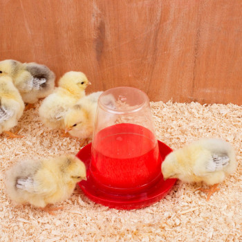 Chick and quail waterer 0.6L - transparent red