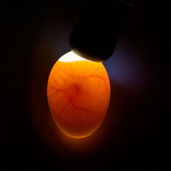 Ovoscopio a LED con adattatore e collegamento per batteria