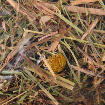 Fieno di montagna alla camomilla 500g