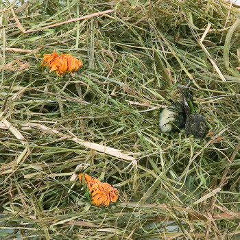 Mountain hay with dandelion flowers 500g