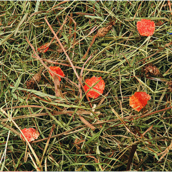 Fieno di montagna con carote 500g