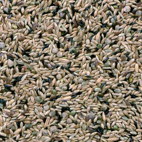 Haltungskanarien ohne Spelze 1kg