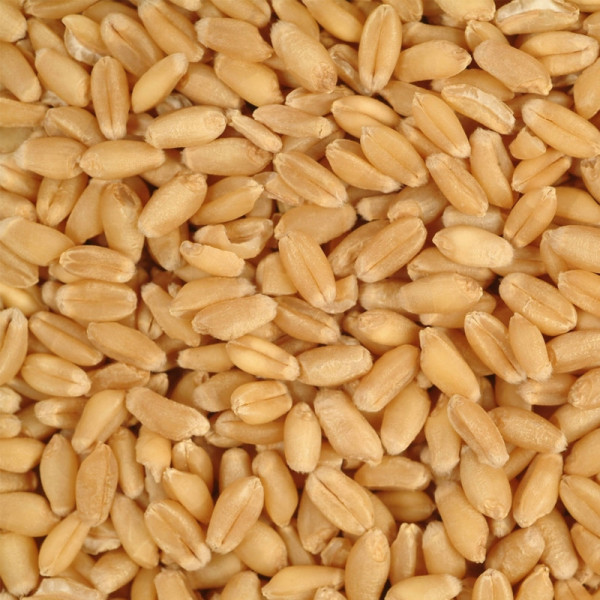 Blé extra 1kg - Froment