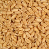 Blé extra 1kg - Froment - Vrac Blé extra 1kg - Froment - Vrac