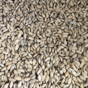 Riz paddy 1kg