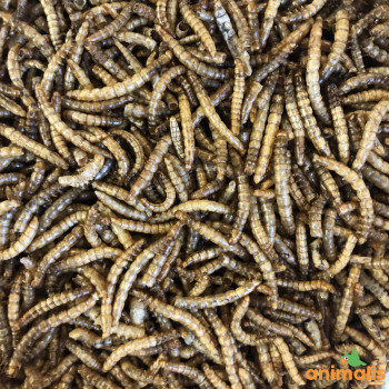 Getrocknete Mehlwürmer 2kg