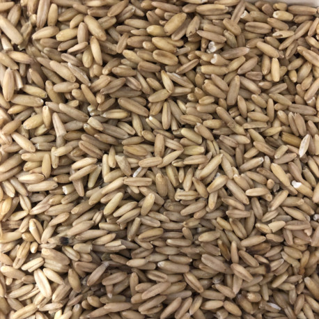 Avoine Pelée 1kg - Vrac Avoine Pelée 1kg - Vrac